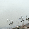 DSC04554