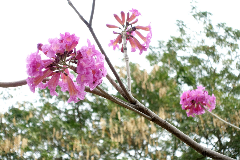 DSC04571