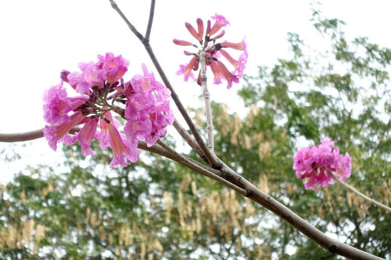 DSC04571.JPG