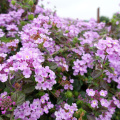 DSC04601