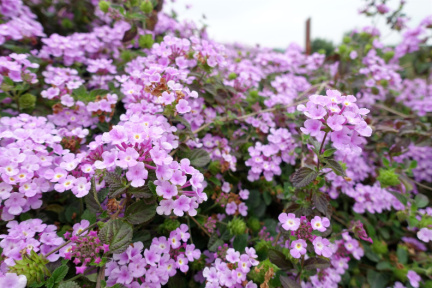 DSC04601.JPG