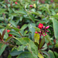 DSC04611