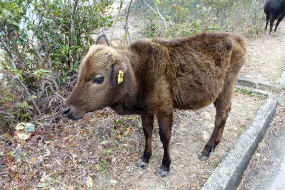 DSC04871