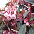 DSC04930
