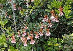DSC04937