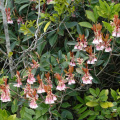 DSC04937