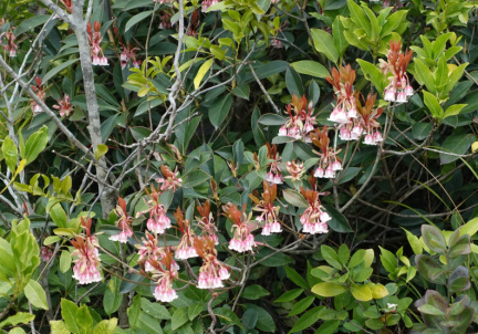 DSC04937