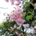 DSC05236