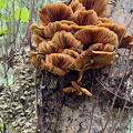 IMG 7261