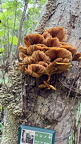 IMG 7261