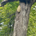 IMG 7374